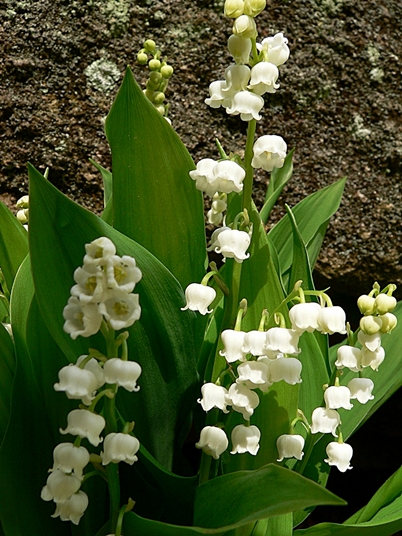 {Convallaria majalis}